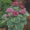 CLERODENDRUM BUNGEİ FİDANI