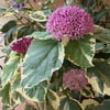 CLERODENDRUM BUNGEİ FİDANI