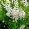 CLETHRA ALNİFOLİA (SUMMER SWEET) FİDANI