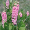 CLETHRA ALNİFOLİA (SUMMER SWEET) FİDANI