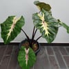 COLOSOSİA ESCULENTA WAİKİKİİ FİDANI