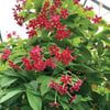 COMBRETUM İNDİCUM (BİNDALLI SARMAŞIĞI)