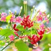 COMBRETUM İNDİCUM (BİNDALLI SARMAŞIĞI)