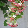 COMBRETUM İNDİCUM (BİNDALLI SARMAŞIĞI)
