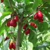 CORNUS MAS (AŞILI KIZILCIK) FİDANI