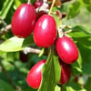 CORNUS MAS (AŞILI KIZILCIK) FİDANI