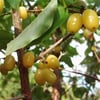 CORNUS MAS (AŞILI KIZILCIK) FİDANI