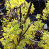 CORNUS MAS (AŞILI KIZILCIK) FİDANI