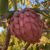 CUSTARD APPLE FİDANI