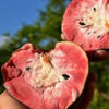 CUSTARD APPLE FİDANI