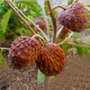 CUSTARD APPLE FİDANI