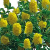 CYTİSUS BATTANDİERİ FİDANI