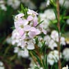 DİOSMA HİRSUTA PİNK FOUNTAİN FİDANI