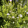 DİOSMA HİRSUTA PİNK FOUNTAİN FİDANI