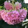 DOMBEYA WALLİCHİİ FİDANI