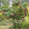 DOMBEYA WALLİCHİİ FİDANI