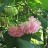 DOMBEYA WALLİCHİİ FİDANI