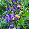 DURANTA ERECTA FİDANI