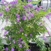 DURANTA ERECTA FİDANI