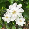 GARDENİA TUNBERGİA FİDANI