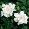 GARDENYA ÇİÇEĞİ (GARDENİA JASMİNOİDES) FİDANI