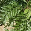 GRAVİLLEA ROBUSTA-İPEK AĞACI FİDANI