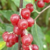 GÜZ ZEYTİNİ FİDANI