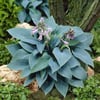 HOSTA (AĞUSTOS ZAMBAĞI) FİDANI