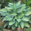 HOSTA (AĞUSTOS ZAMBAĞI) FİDANI
