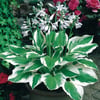 HOSTA (AĞUSTOS ZAMBAĞI) FİDANI