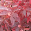 İTEA VİRGİNİCA HENRYS GARNET FİDANI
