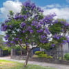 JACARANDA MİMOSİFOLİA FİDANI