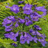 JACARANDA MİMOSİFOLİA FİDANI