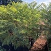 JACARANDA MİMOSİFOLİA FİDANI