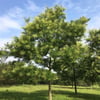 JAPON SOFORASI (SOPHORA JAPONİCA) FİDANI