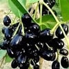 JAVA PLUM (JAMBOLAN) FİDANI