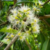 JAVA PLUM (JAMBOLAN) FİDANI