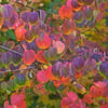 KADSURA AĞACI (CERCİDİPHYLLUM) JAPONİCUM FİDANI