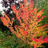 KADSURA AĞACI (CERCİDİPHYLLUM) JAPONİCUM FİDANI