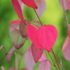 KADSURA AĞACI (CERCİDİPHYLLUM) JAPONİCUM FİDANI