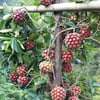 KADSURA MEYVESİ (KADSURA COCCİNEA) FİDANI
