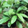 KADSURA MEYVESİ (KADSURA COCCİNEA) FİDANI