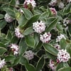 KAFKAS GÜLÜ (DAPHNE ODORATA) FİDANI