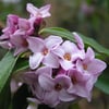 KAFKAS GÜLÜ (DAPHNE ODORATA) FİDANI