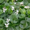 KIR MENEKŞESİ (VİOLA ODORATA) FİDANI