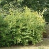 KIŞ HANIMELİ ÇALISI (LONİCERA FRAGRANTİSSİMA) FİDANI