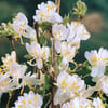 KIŞ HANIMELİ ÇALISI (LONİCERA FRAGRANTİSSİMA) FİDANI