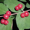 KIŞ HANIMELİ ÇALISI (LONİCERA FRAGRANTİSSİMA) FİDANI