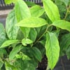 KIŞ TATLISI (CHİMONANTHUS PRAECOX) FİDANI