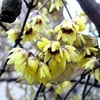 KIŞ TATLISI (CHİMONANTHUS PRAECOX) FİDANI